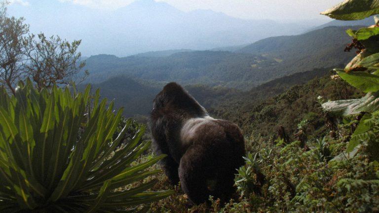 David Attenborough: Gorillerle Bir Ömür Boyu Süren Bağın Büyüleyici Hikâyesi